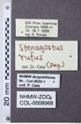 Etiketten zu Stenagostus rufus (NHMW-ZOO-COL-0008968)
